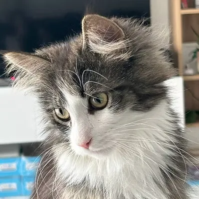 PRINCE