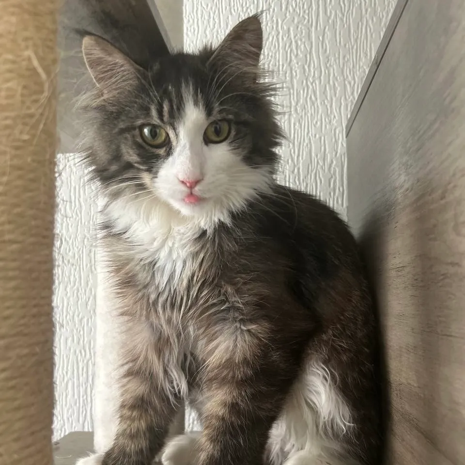 PRINCE