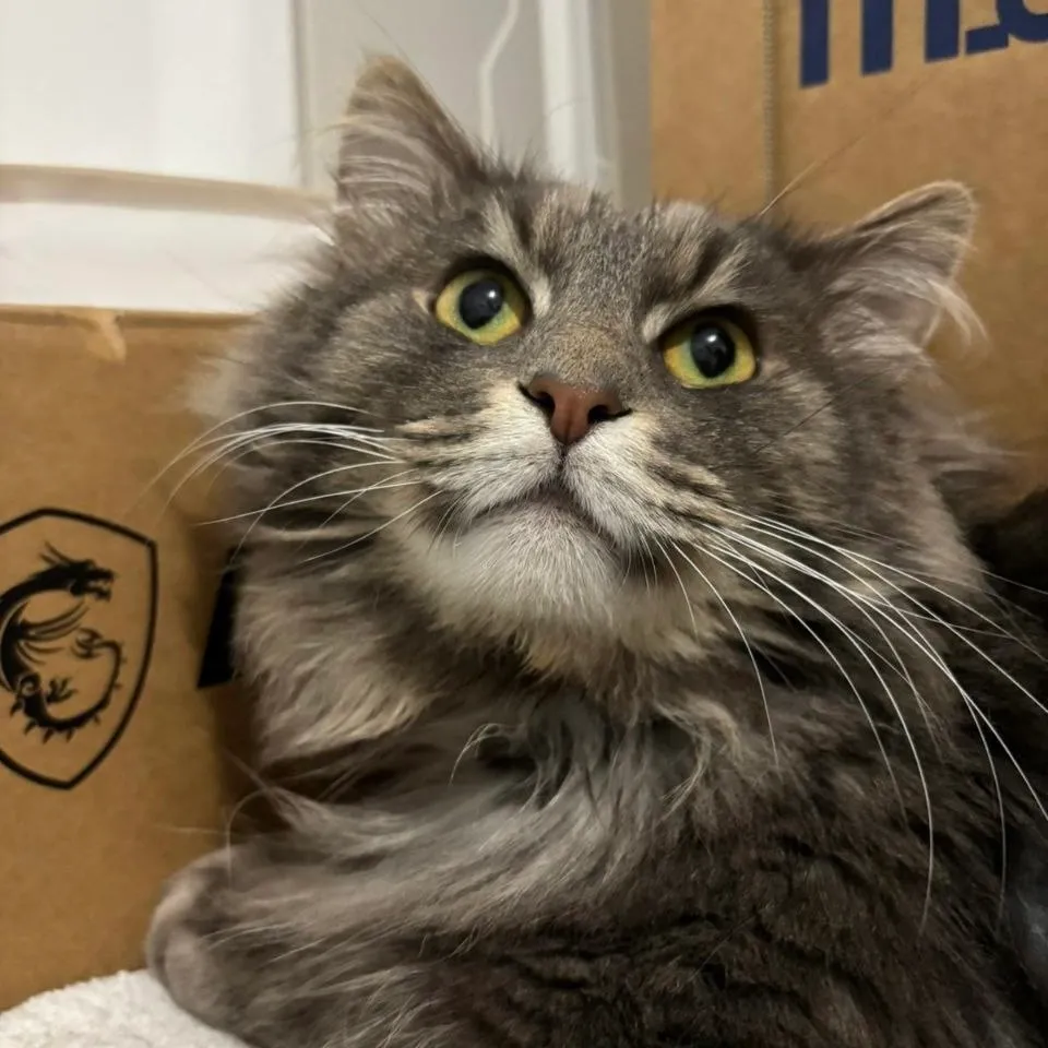 PASHA