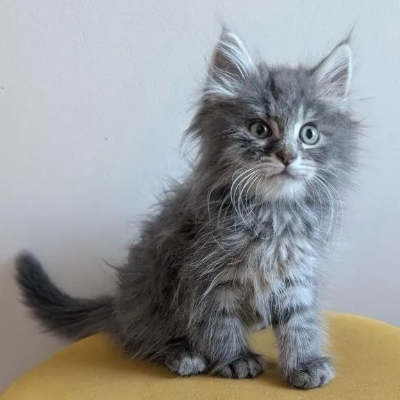 MIAOU