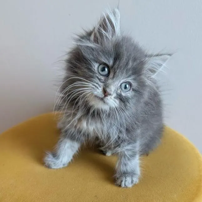 MIAOU