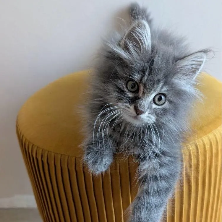 MIAOU