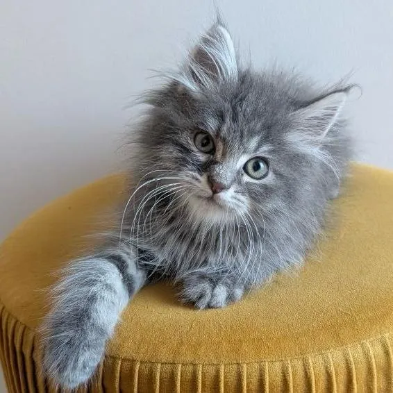 MIAOU