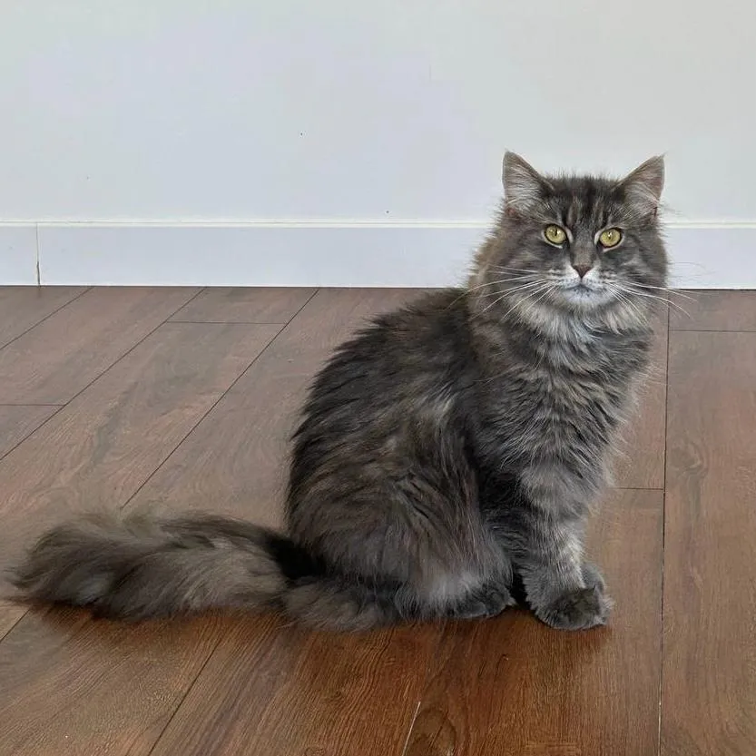 CHUPA