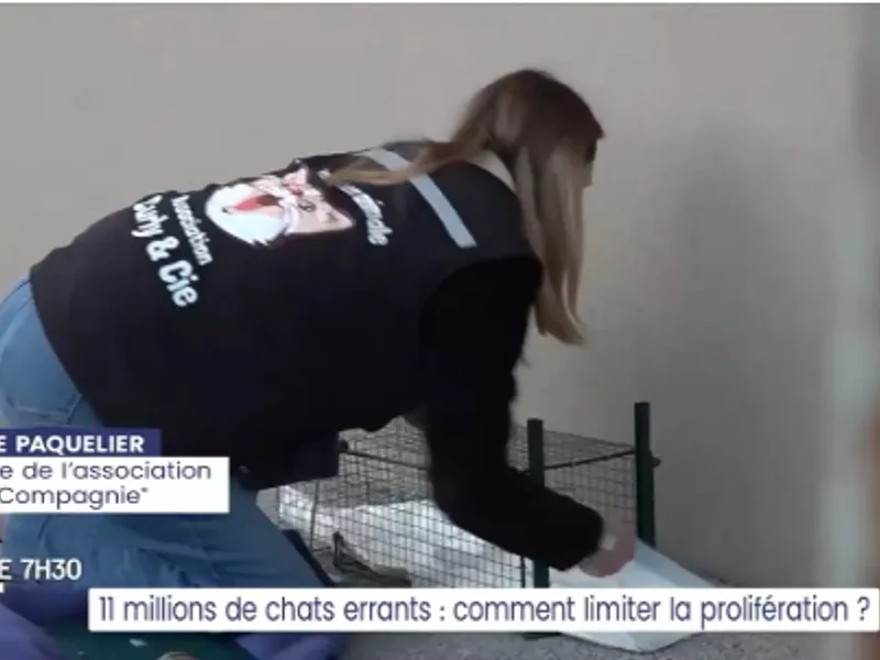 11 milions de chats  errants : comment limiter la prolifération