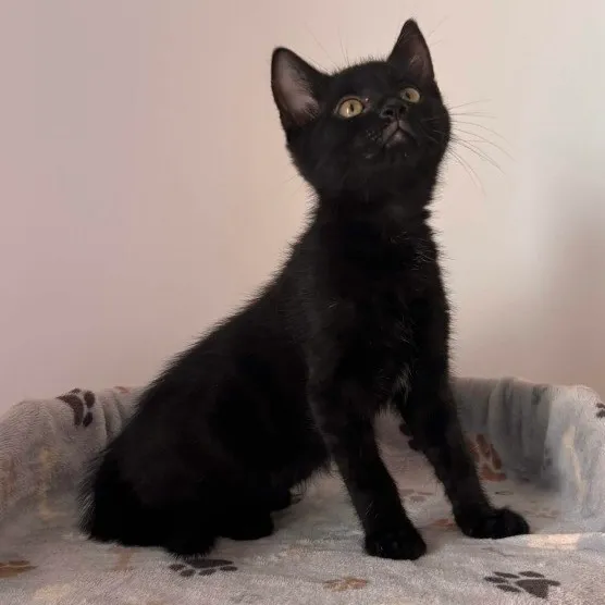 DRACO