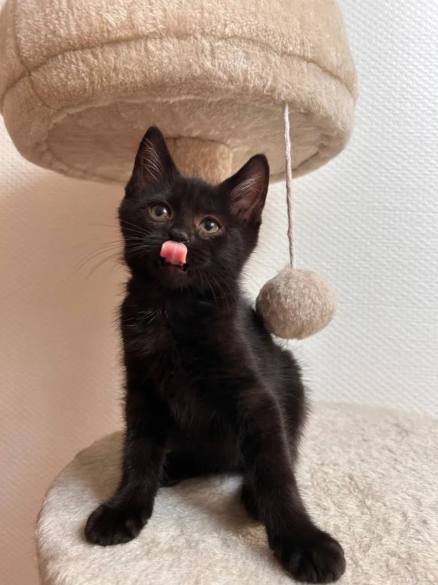 SIRIUS