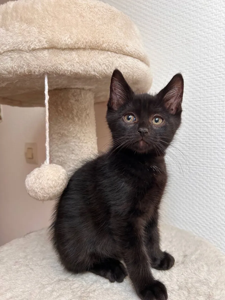 SIRIUS