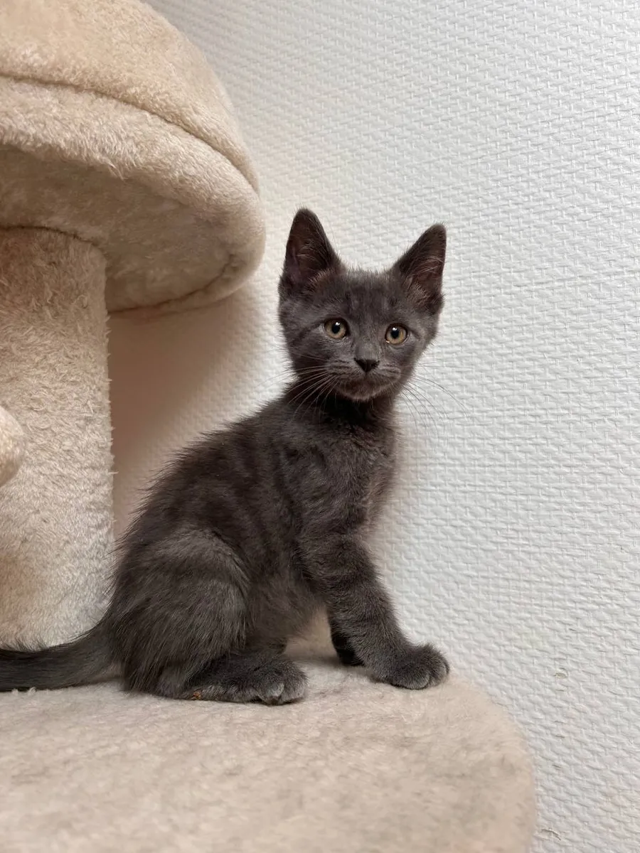FELIS