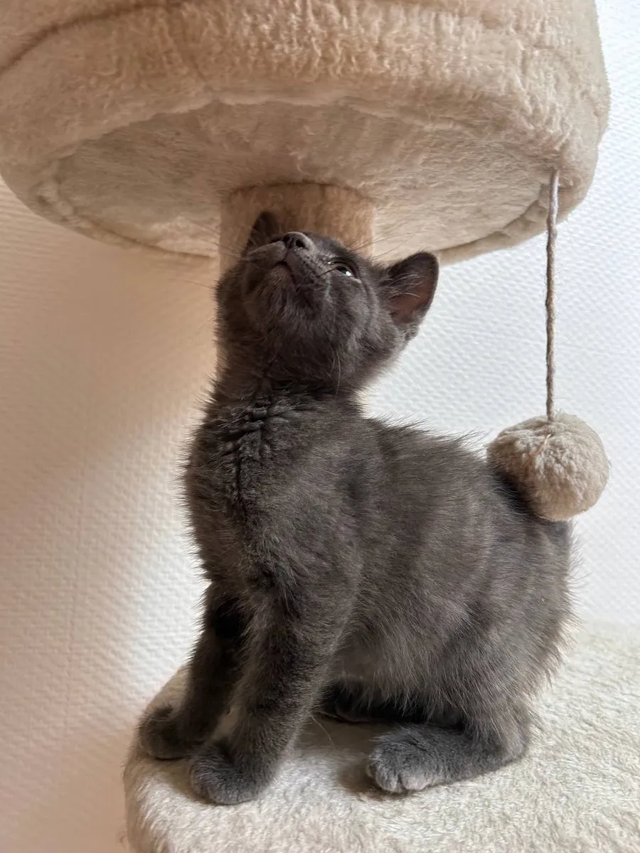 FELIS