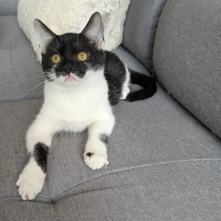 OREA
