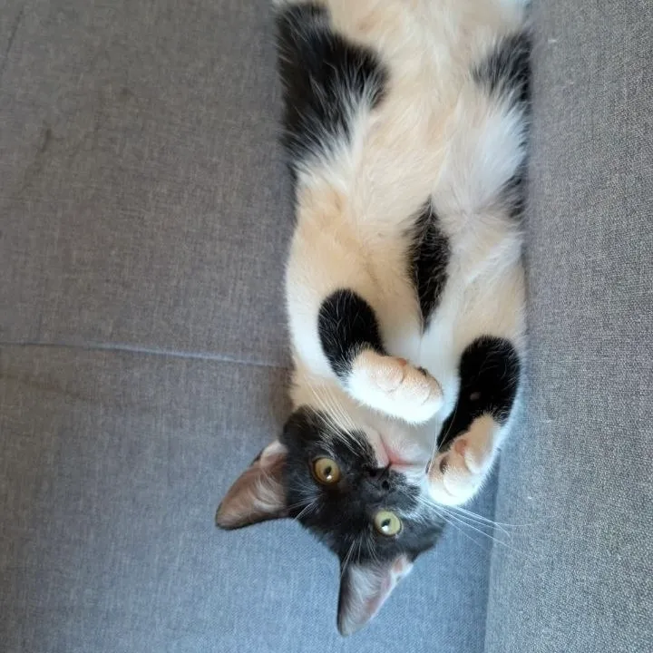 OREA