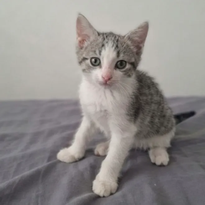 TANGO