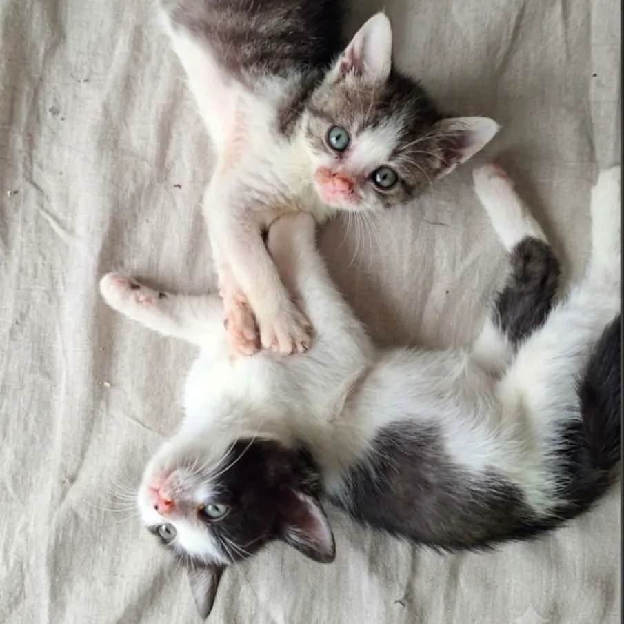 TANGO
