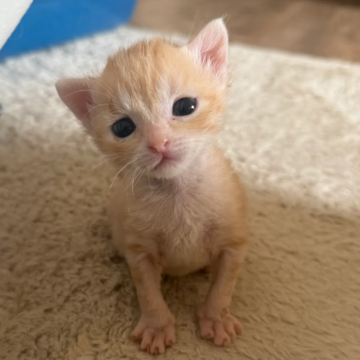 OLLIE