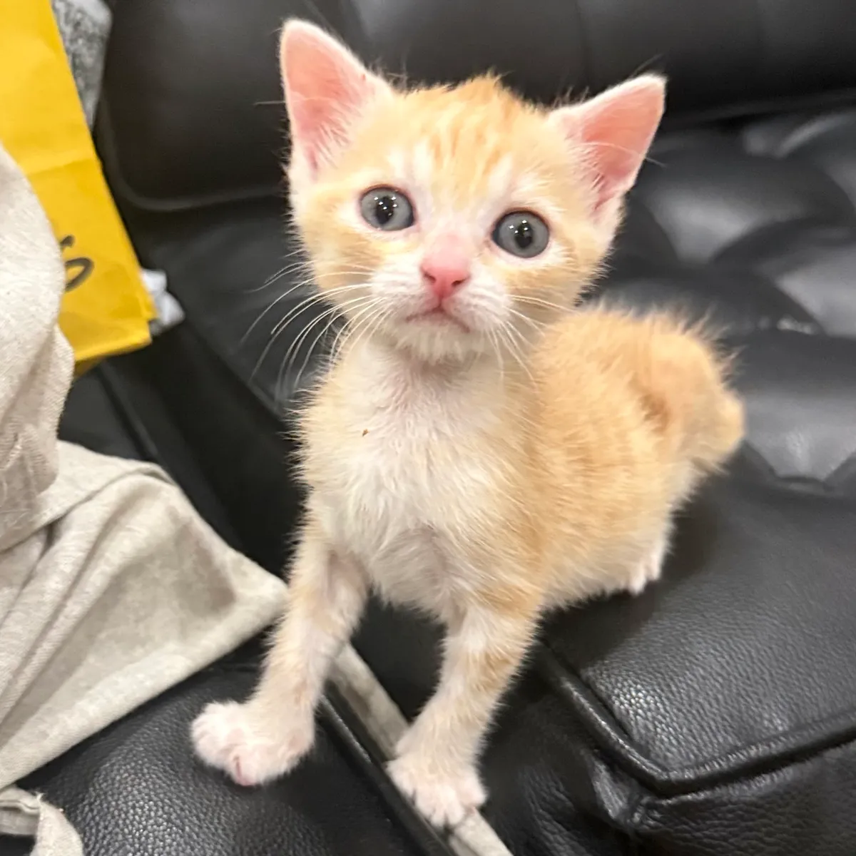 OLLIE