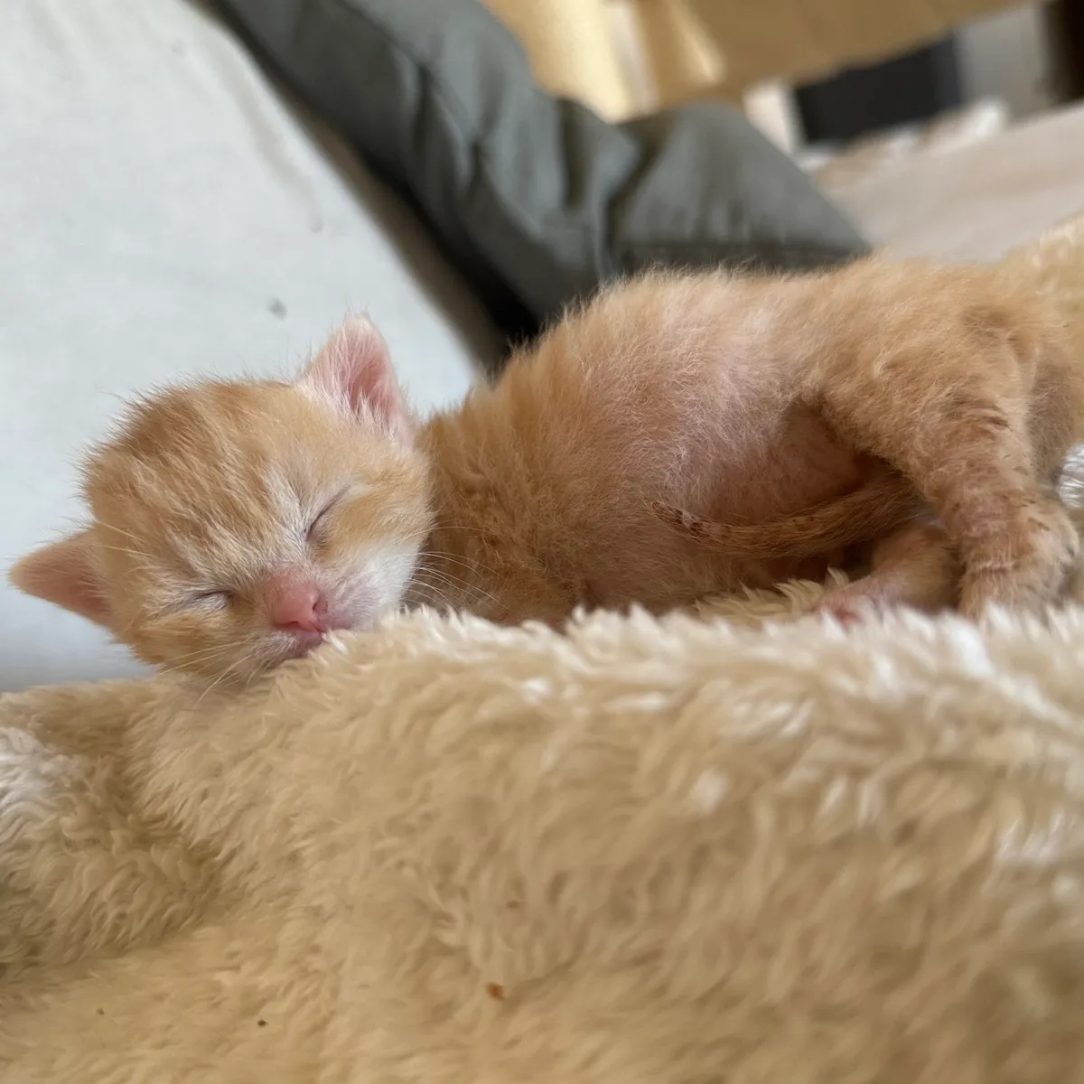 OLLIE