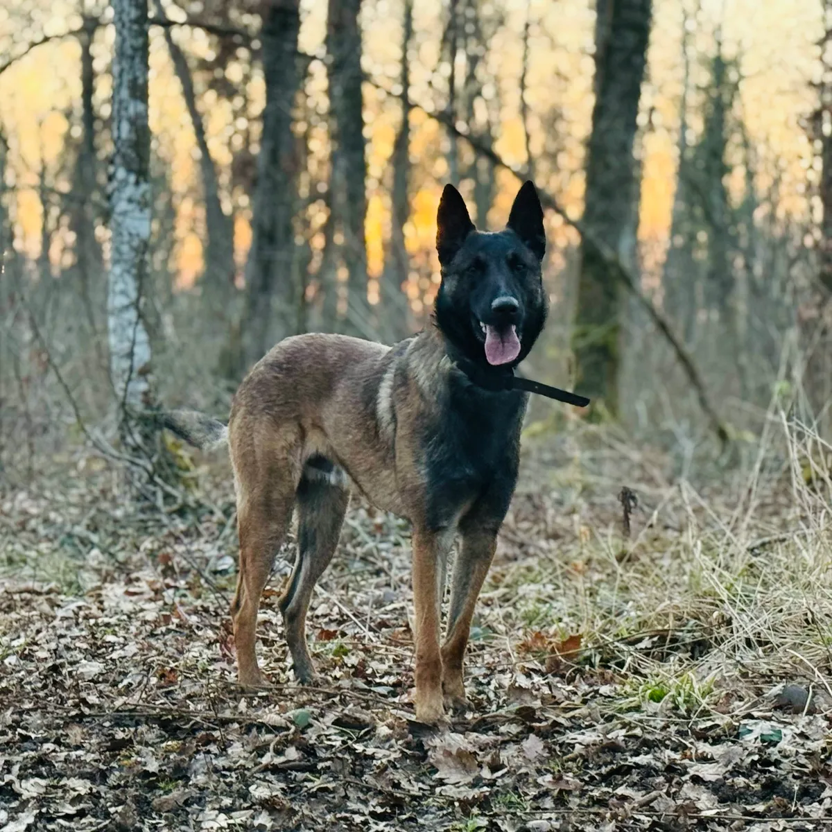 DJANGO