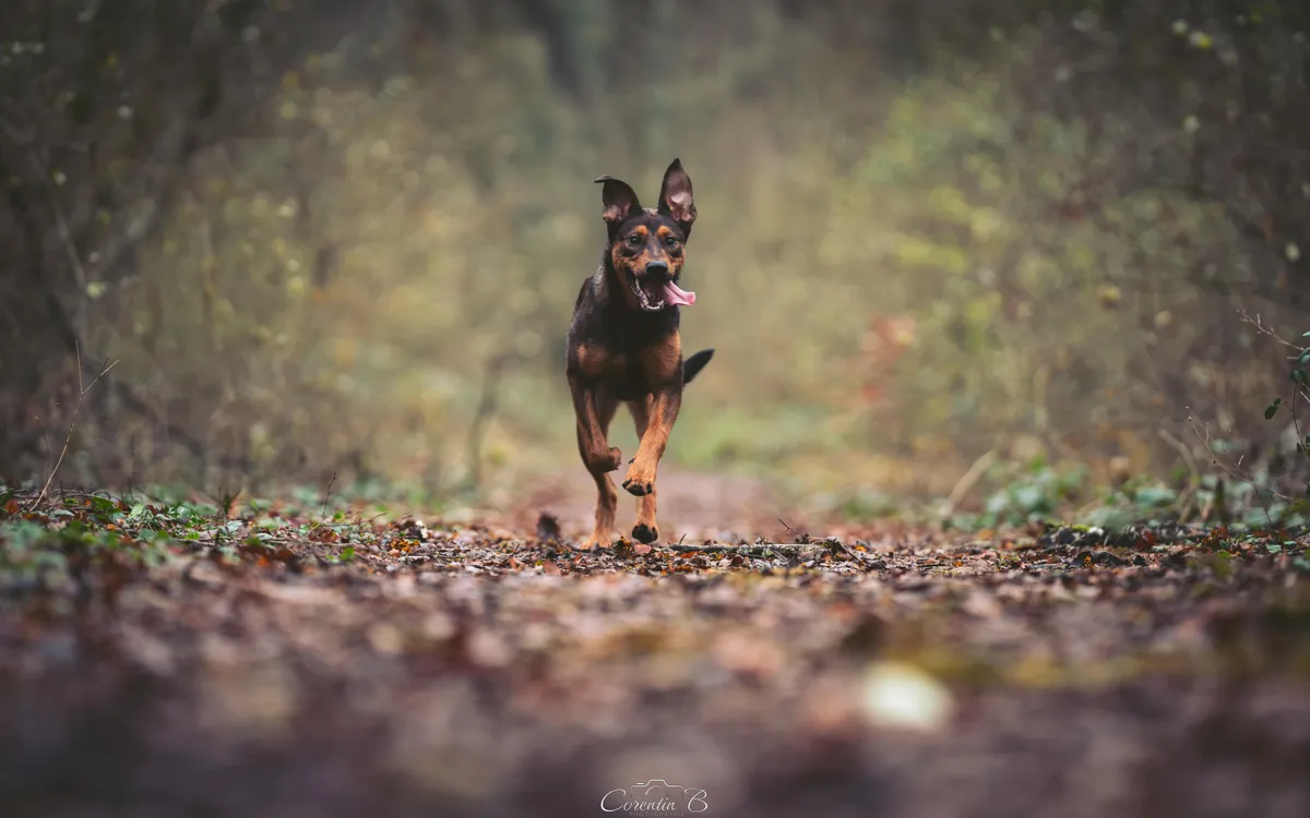 NAHLA