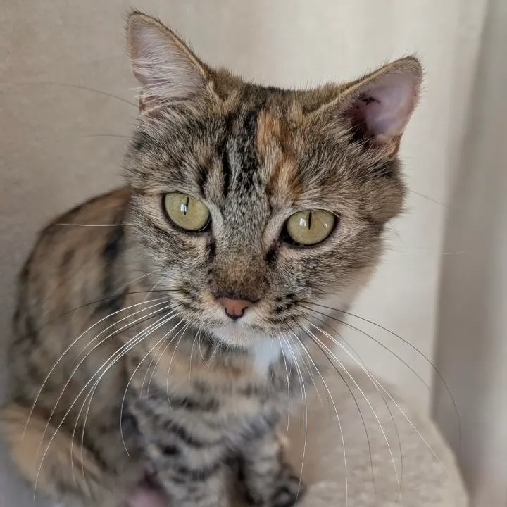 CALYPSO