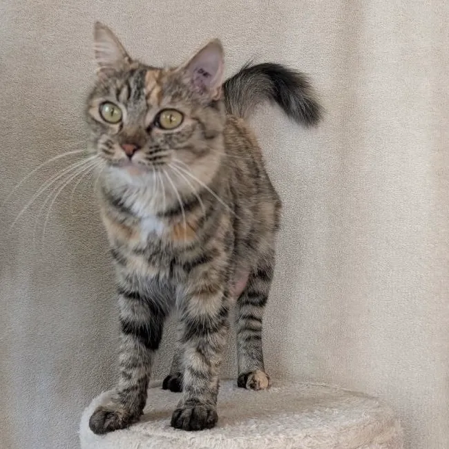 CALYPSO