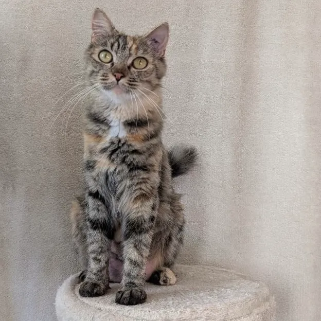 CALYPSO