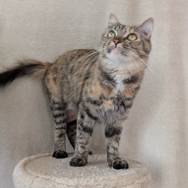CALYPSO