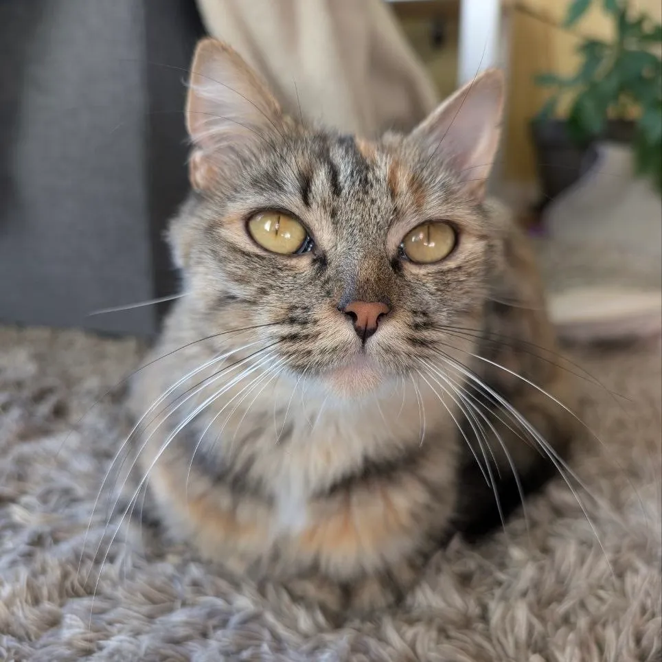 CALYPSO