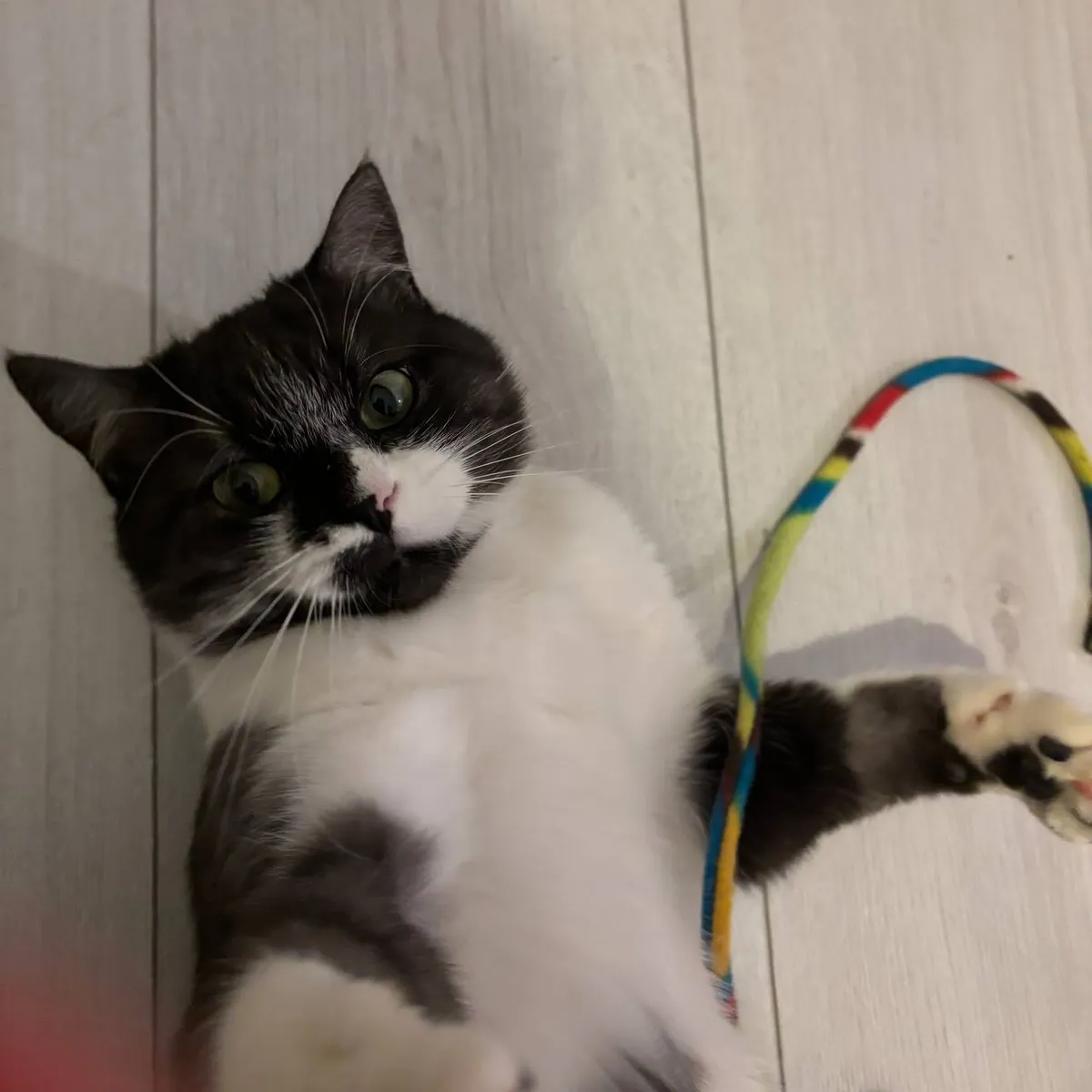 PACO