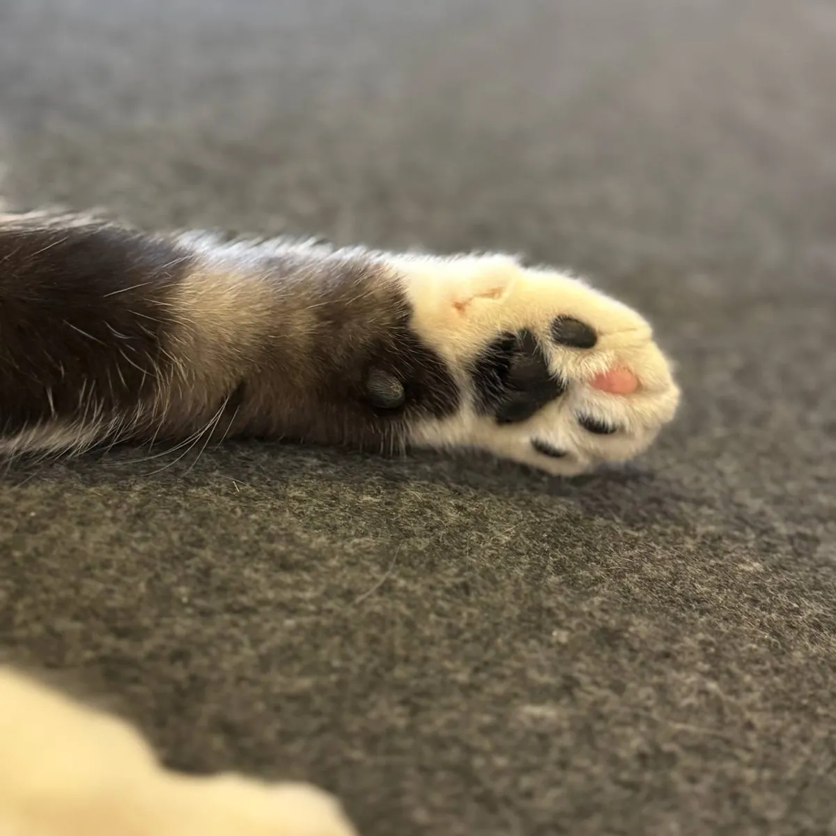 PACO