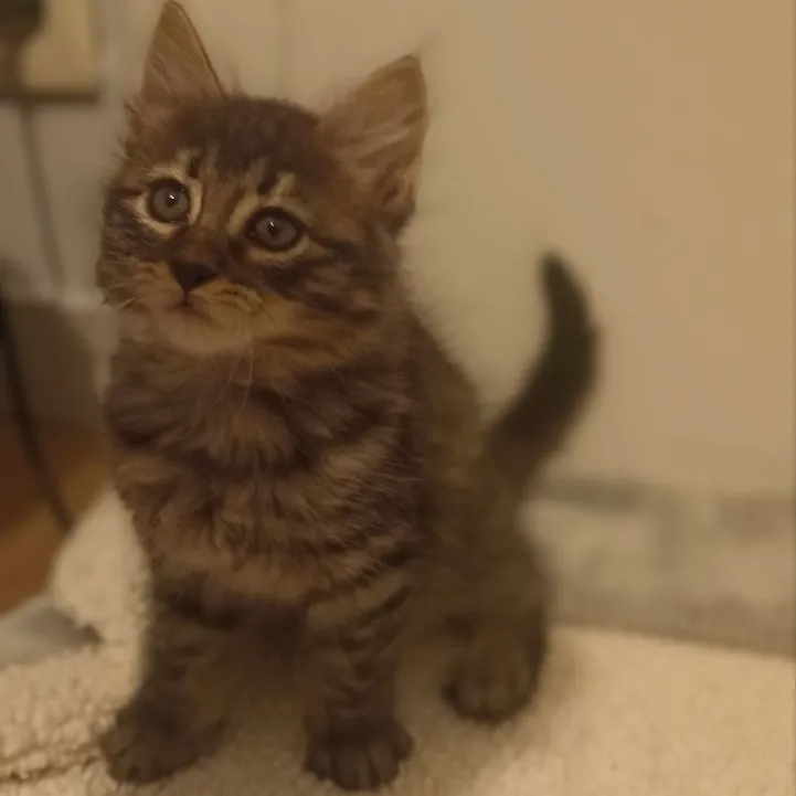 ARMANI