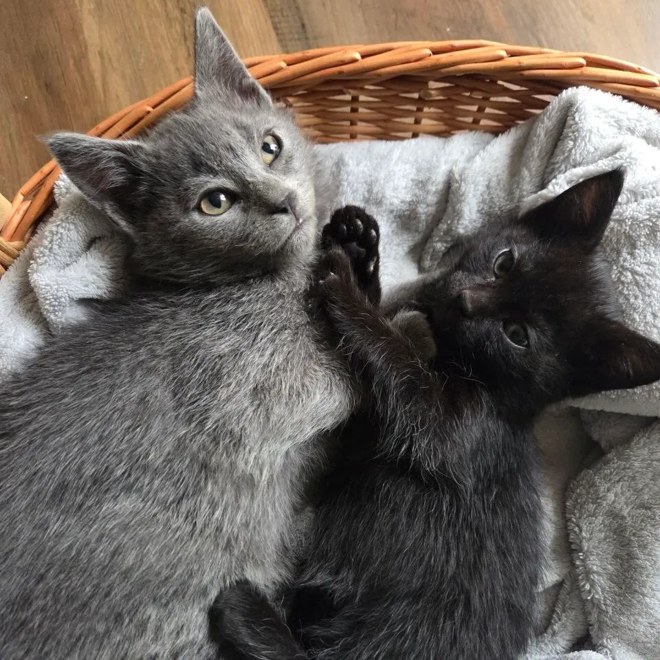 JIJI & HAKU
