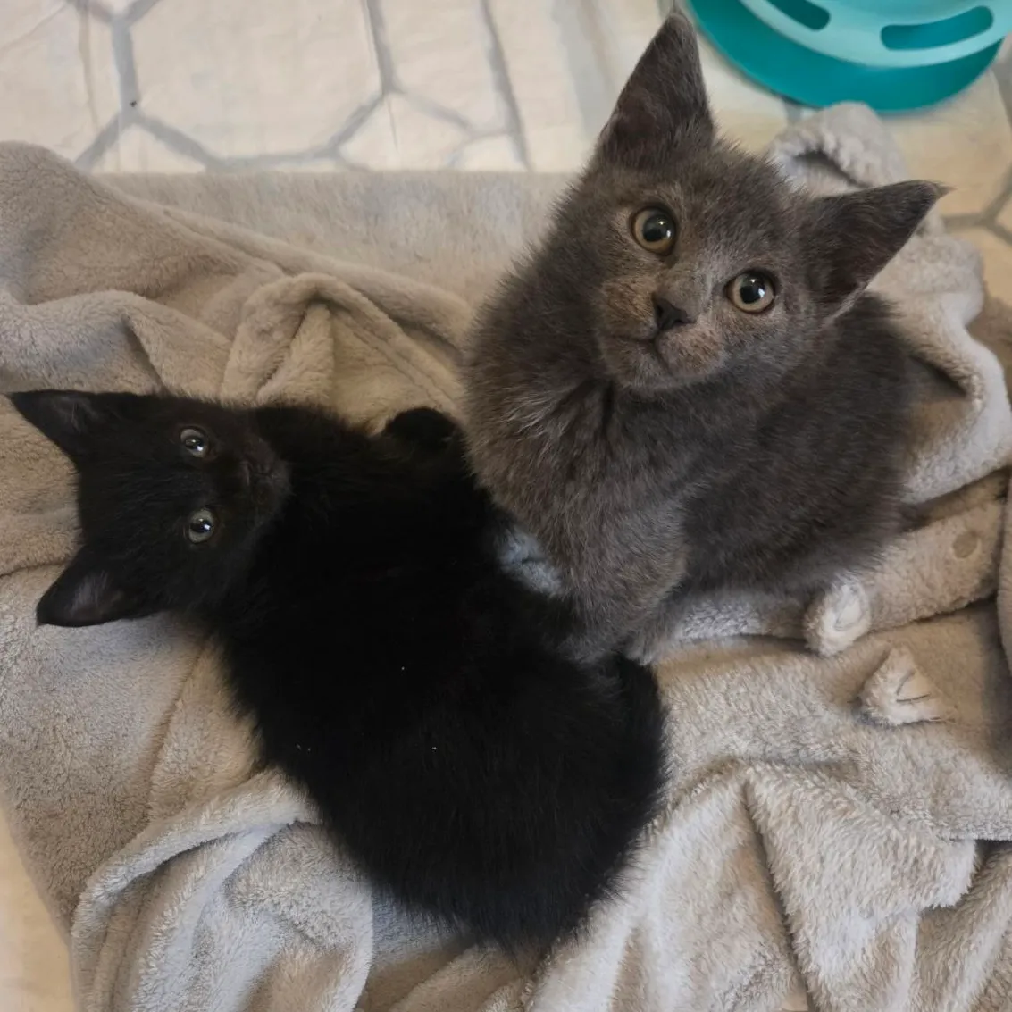 JIJI & HAKU
