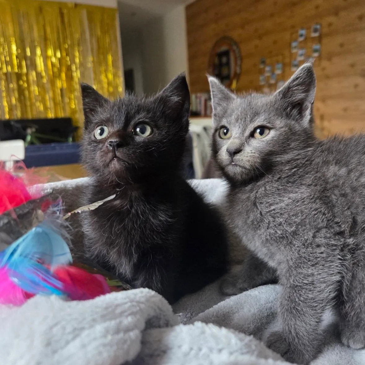 JIJI & HAKU