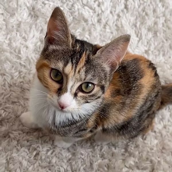 Amber