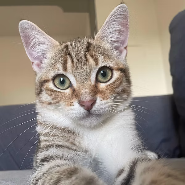 Bambi