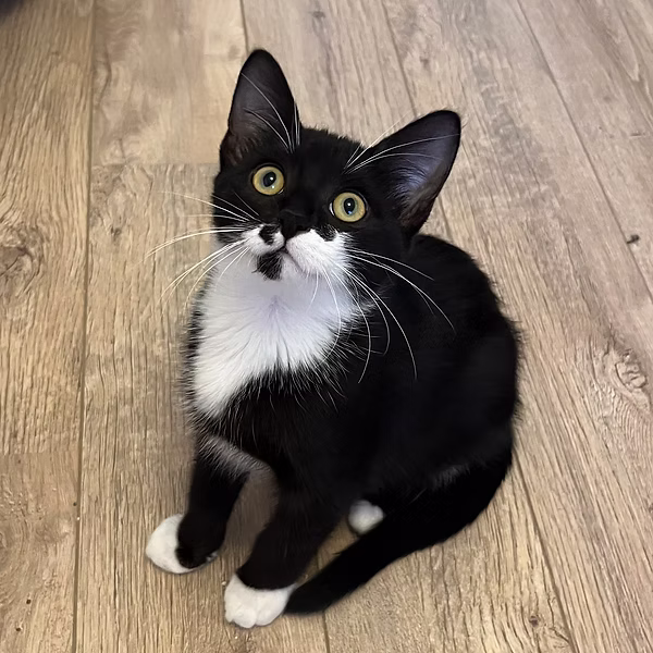 Coco