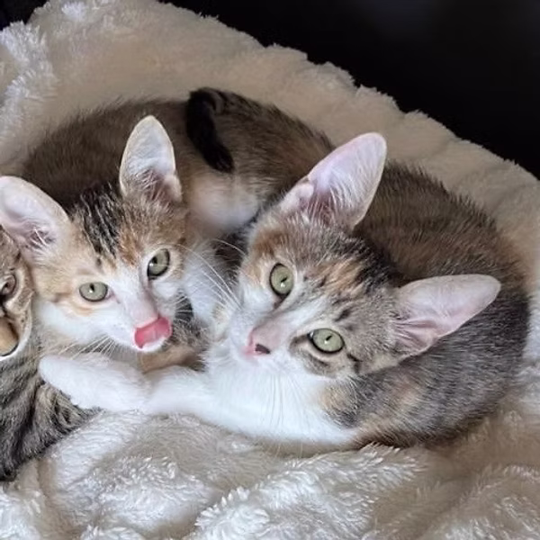 Féa & Tava