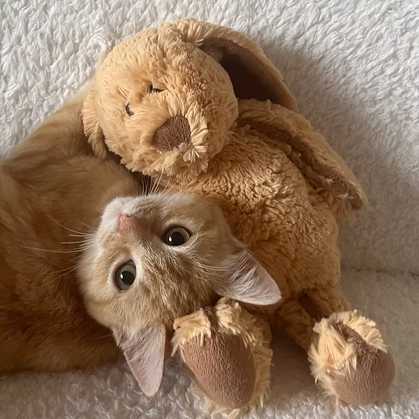 Ginger