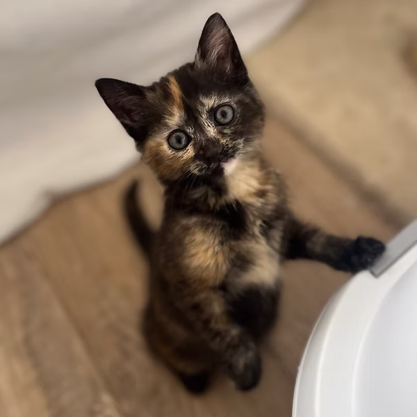 Hazel