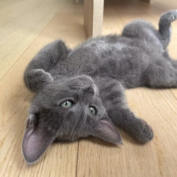 Hiro