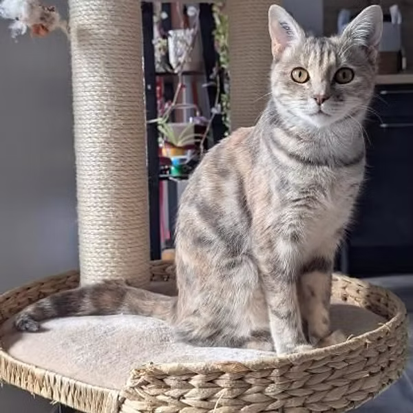 Kitty