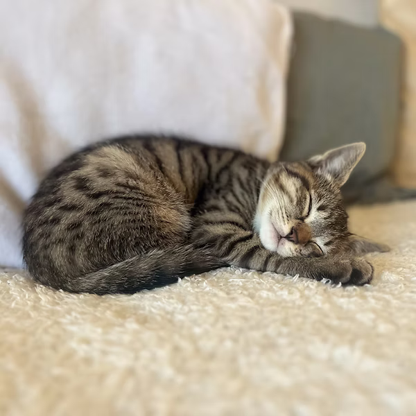 Loki