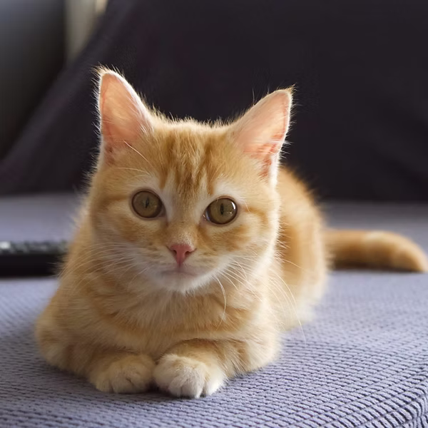 Melba
