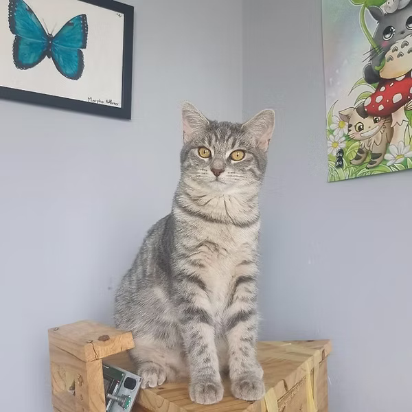 Mélisse