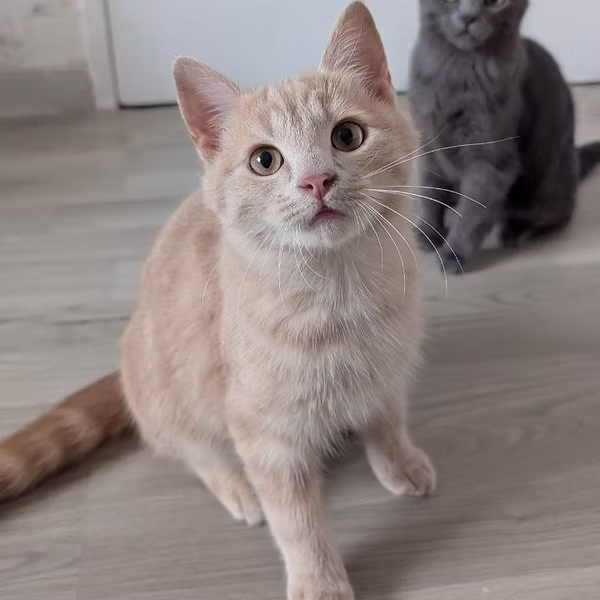 Milo