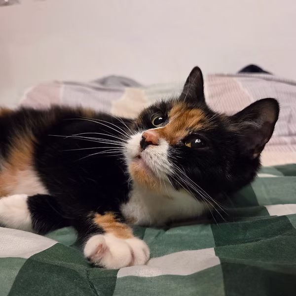 Minette