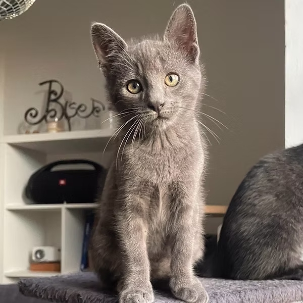 Obi