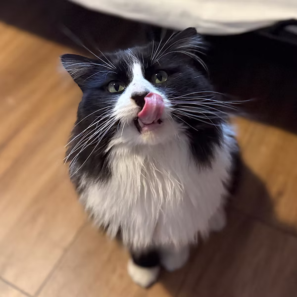 Onyx