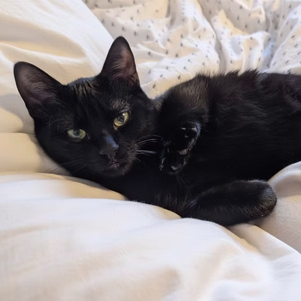 Pompi